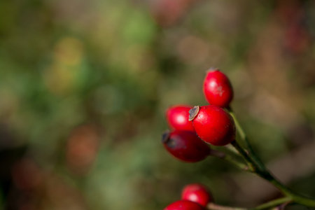 photo of autumn background with berrysの写真素材