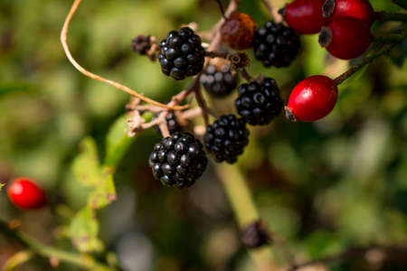 photo of autumn background with berrysの写真素材