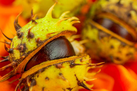photo of autumn background with chestnutの写真素材
