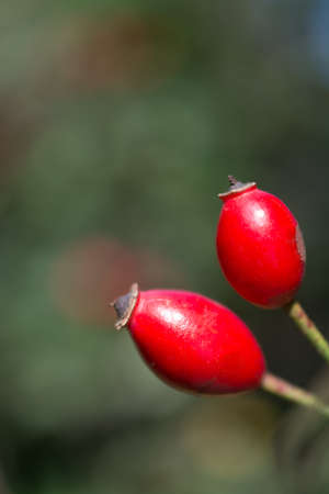 photo of autumn background with berrysの写真素材