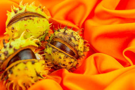 photo of autumn background with chestnutの写真素材