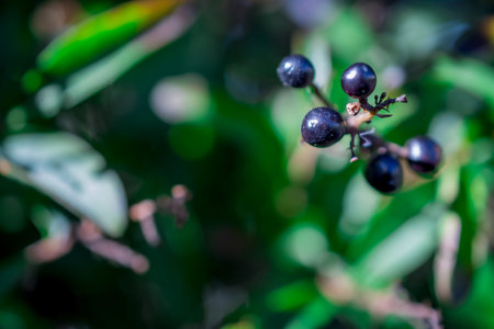 photo of autumn background with berrysの写真素材