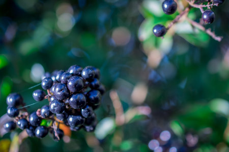 photo of autumn background with berrysの写真素材