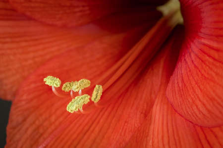 red amarelis flowerの写真素材