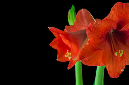 red amarelis flowerの写真素材