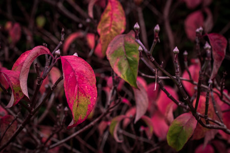 pink leaves in park on autumnの写真素材