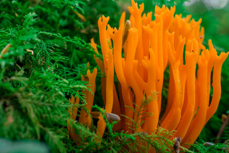 autumn mushrooms in forest
