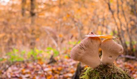 autumn mushrooms in forestの写真素材