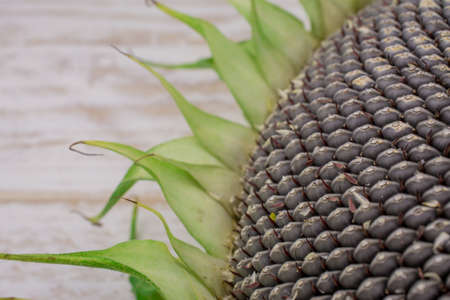 sunflower seedの写真素材