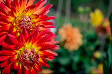 beautiful flowers in traditional English gardenの写真素材