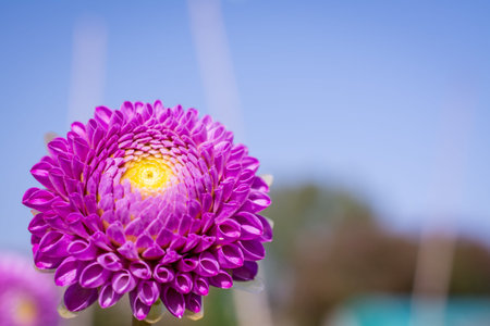beautiful flowers in traditional English garden