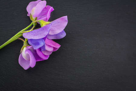 pink summer  flowersの写真素材