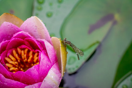 beautiful  flowers in traditional English gardenの写真素材