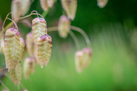 photo of autumn background with flowersの写真素材