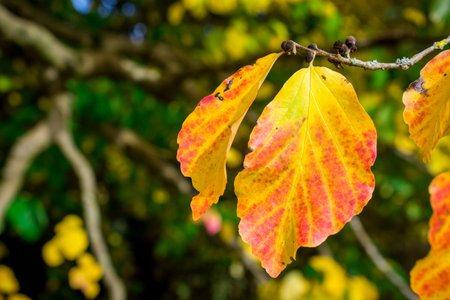 photo of red leaves in autumn