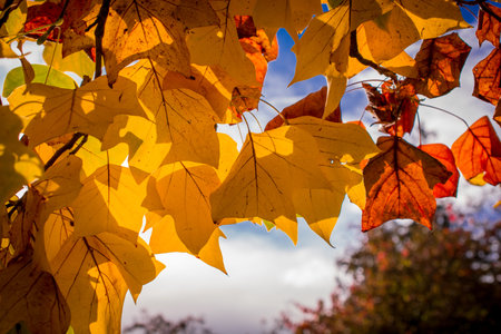 autumn background colorful leaves