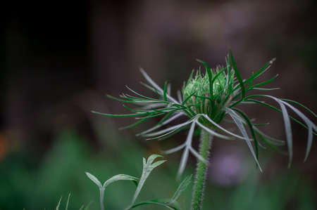 beautiful flowers in autumn gardenの写真素材