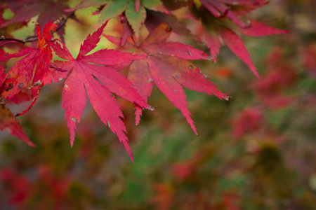 autumn background colorful leaves