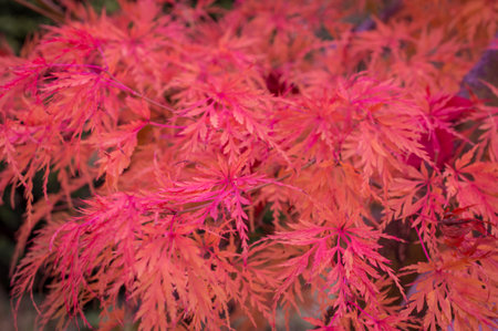 autumn background colorful leavesの写真素材