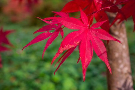 autumn background colorful leaves