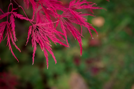 autumn background colorful leavesの写真素材