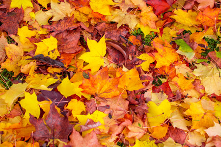 autumn background colorful leavesの写真素材