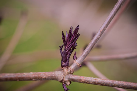 Tender springtime nature in park. First green leaves, tree twig macro view, selective focus.の写真素材