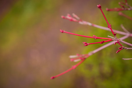 spring new leaves on branchの写真素材