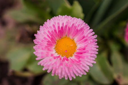 spring flowersの写真素材