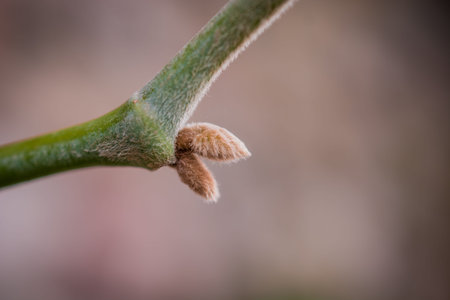 spring new leaves on branch