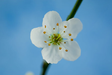 Detail closeup of a beautiful pink cherry flower on branch