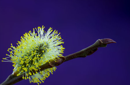 Pussy-willow willow branches in bloom, Easter spring  holiday