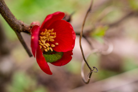 Chaenomeles japonica. Beautiful red flowers close upの写真素材