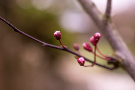 natural background  with autumn flowersの写真素材