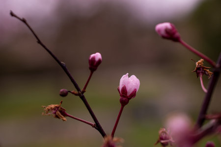 Detail closeup of a beautiful pink cherry flower on branchの写真素材
