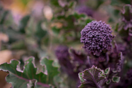 Purple Broccoli growing in garden on green backgroundの写真素材