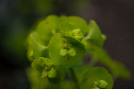 natural background  with autumn flowersの写真素材