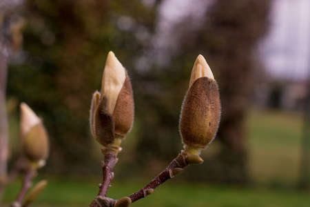Pink magnolia flowers blooming on magnolia tree branchesの写真素材