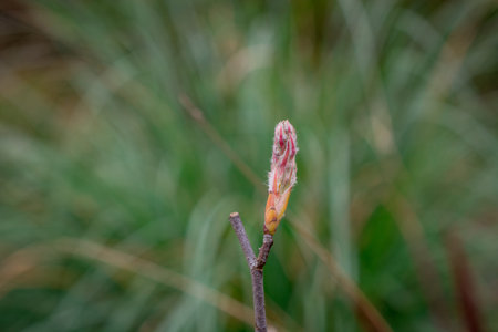 Tender springtime nature in park. First green leaves, tree twig