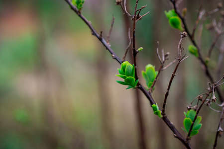 Tender springtime nature in park. First green leaves, tree twigの写真素材