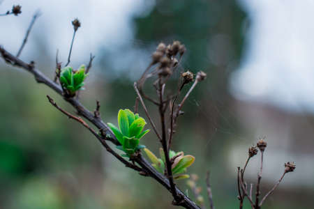 Tender springtime nature in park. First green leaves, tree twigの写真素材
