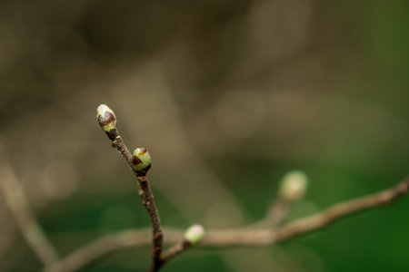 Tender springtime nature in park. First green leaves, tree twig