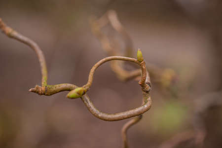Tender springtime nature in park. First green leaves, tree twigの写真素材