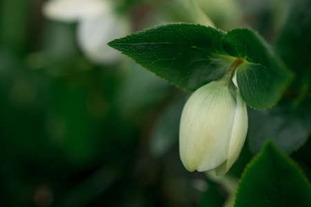 The light green flowers of hellebore white Helleborusの写真素材