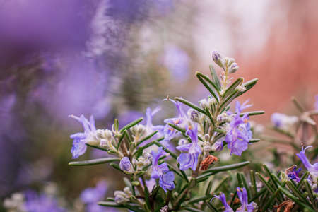 The view of rosemary flowering branches in bloomの写真素材