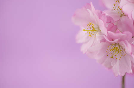 Spring cherry blossoms on pink background with copyspaceの写真素材