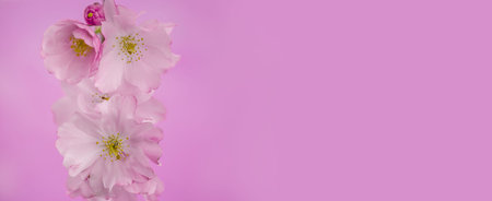 Spring cherry blossoms on pink background with copyspaceの写真素材