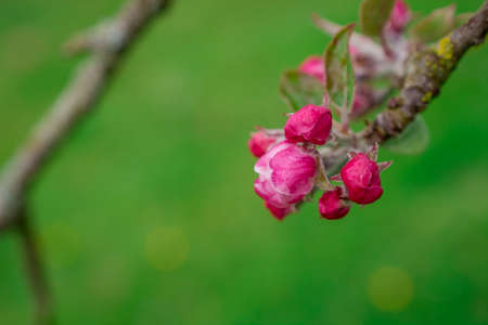 apple tree flowersの写真素材