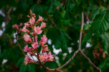 photo of spring background with flowersの写真素材