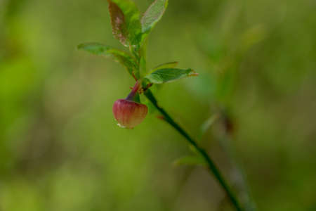 green spring nature backgroundの写真素材